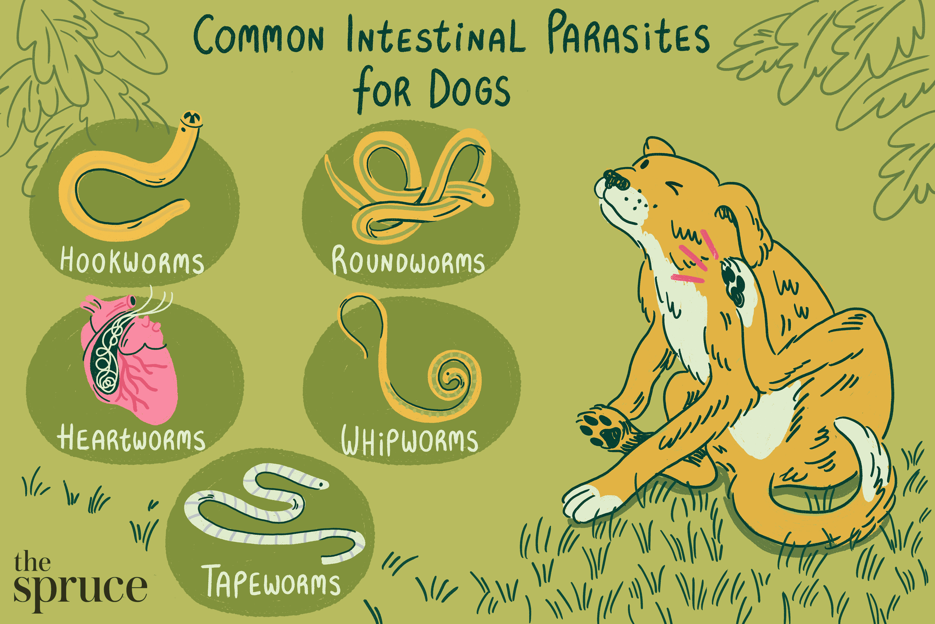 Common Parasites Found on and Inside Dogs-WildCreaturey