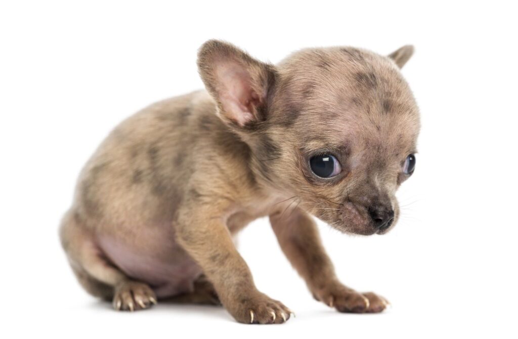 Common Puppy Diseases You Should Know-WildCreaturey