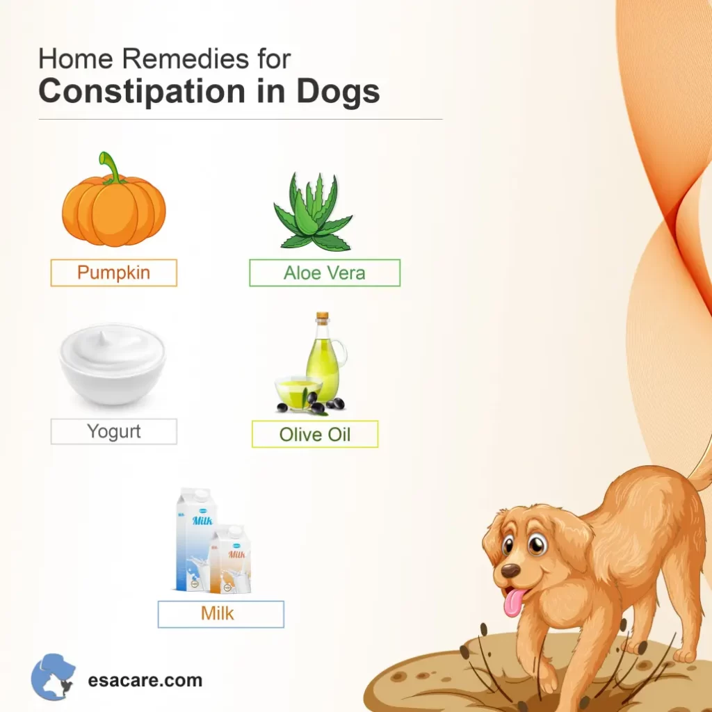 Constipation in Dogs-WildCreaturey