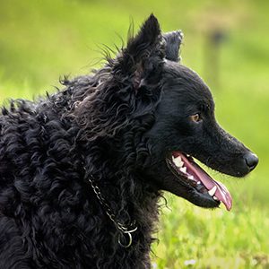 Croatian Sheepdog: Dog Breed Characteristics & Care-WildCreaturey