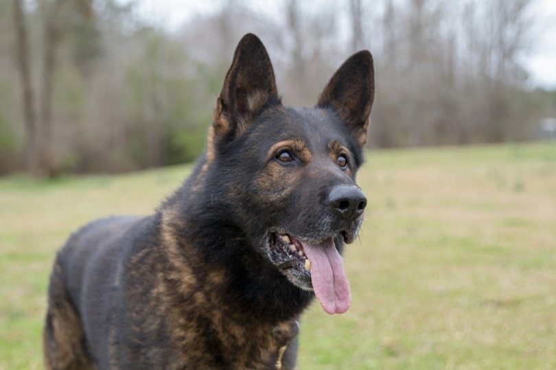 Czech Sheepdog: Dog Breed Characteristics & Care-WildCreaturey