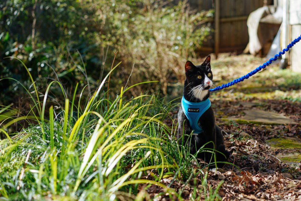 Outdoor Adventures: Leash Training Your Cat