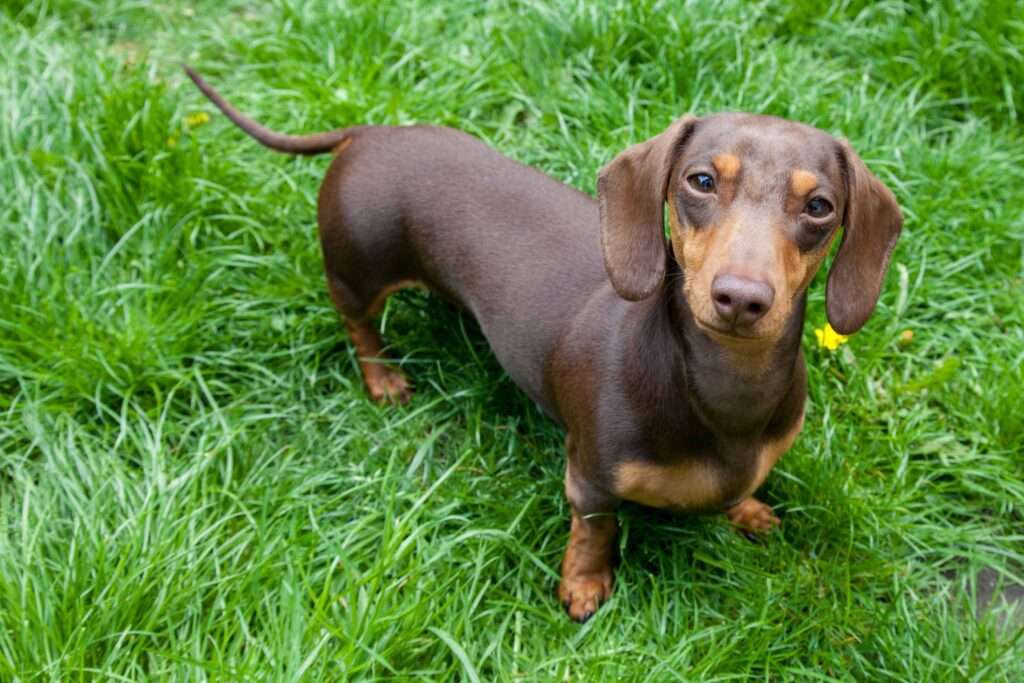 Dachshund (Doxie): Dog Breed Characteristics & Care-WildCreaturey