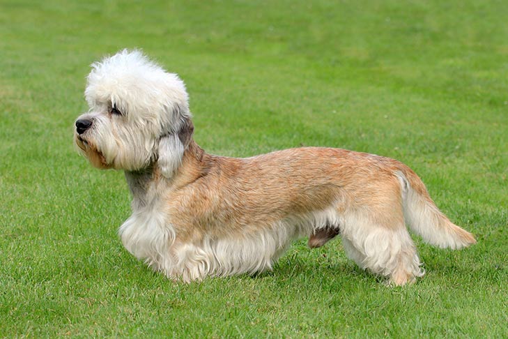 Dandie Dinmont Terrier: Dog Breed Characteristics & Care-WildCreaturey