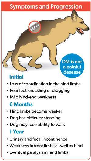 Degenerative Myelopathy in Dogs-WildCreaturey