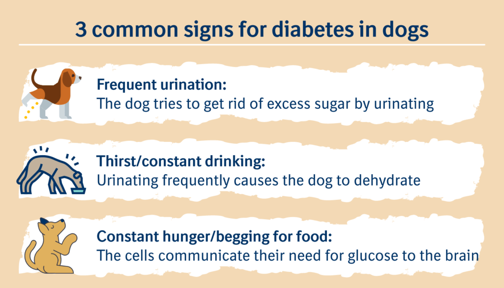 Diabetes in Dogs-WildCreaturey