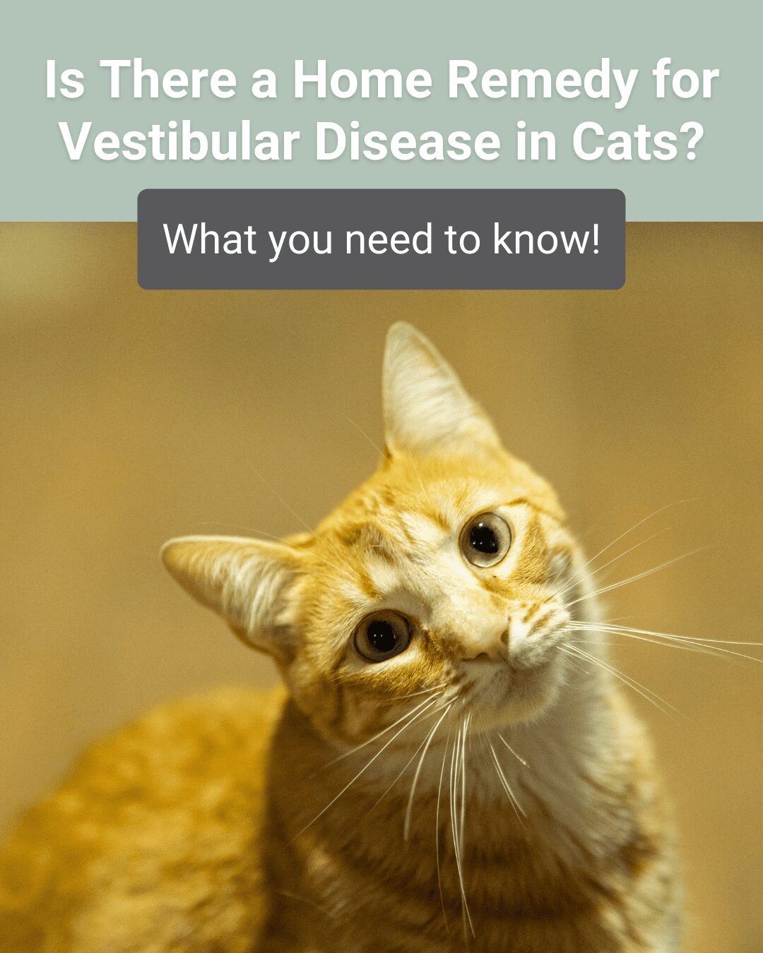 Dizzy Whiskers: Understanding Vestibular Disease in Cats