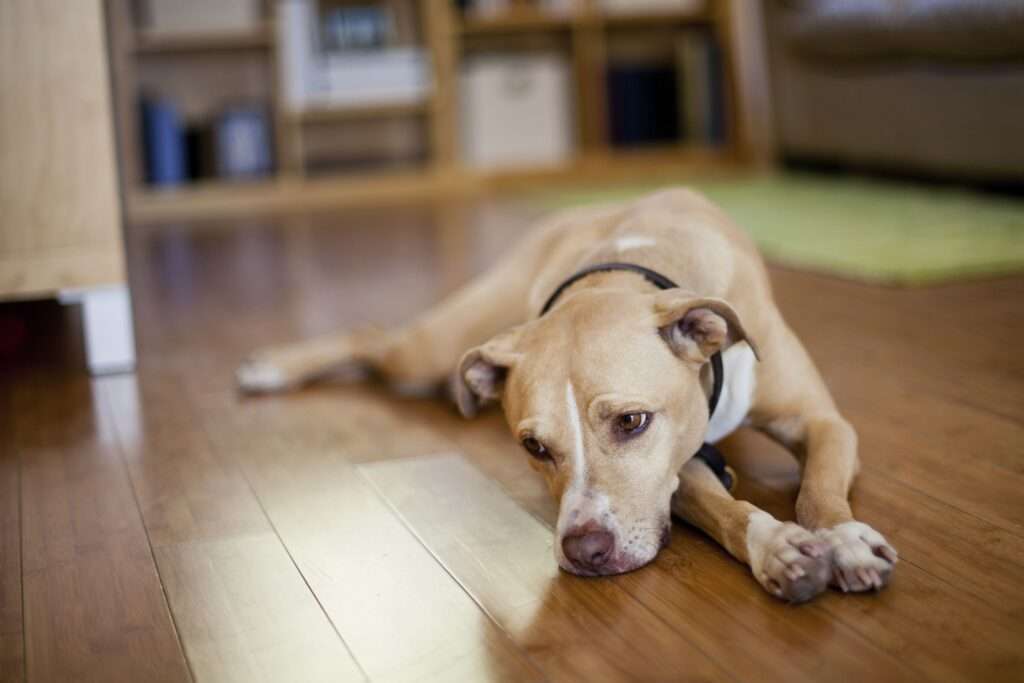 Do Dogs Get Depression? How to Help Your Sad Dog-WildCreaturey