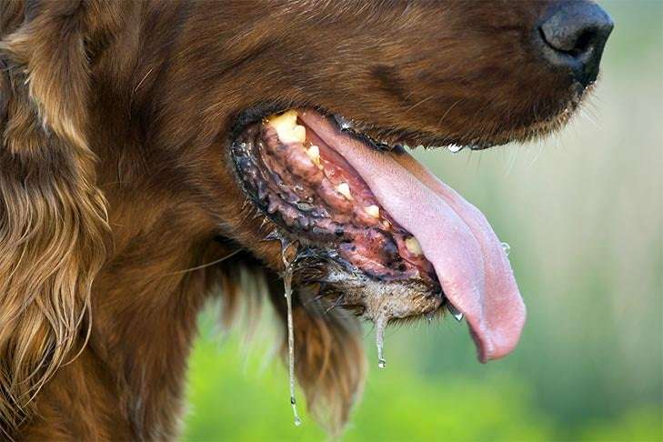 Do Dogs Sweat?-WildCreaturey