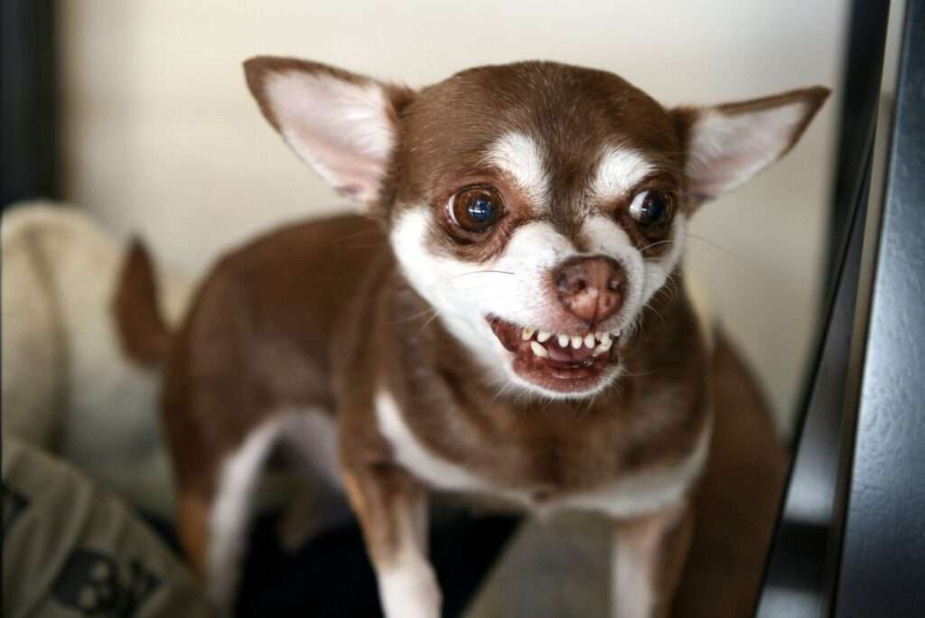 Dog Body Language: Bared Teeth-WildCreaturey