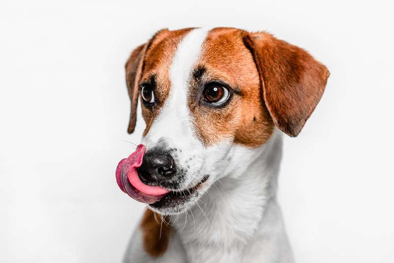 Dog Body Language: Lip Licking-WildCreaturey