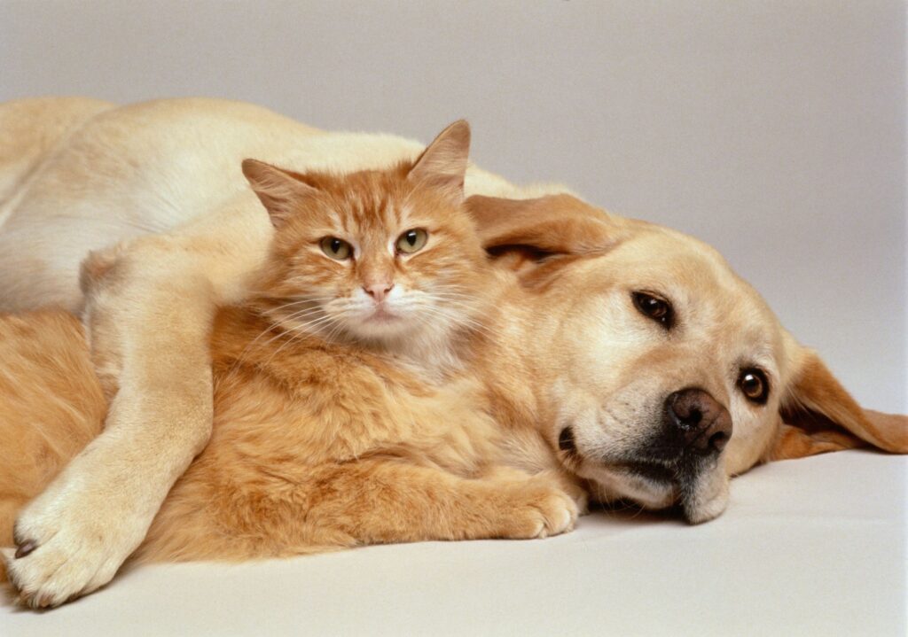 Dog Flea Control on Cats: Safe or Risky?