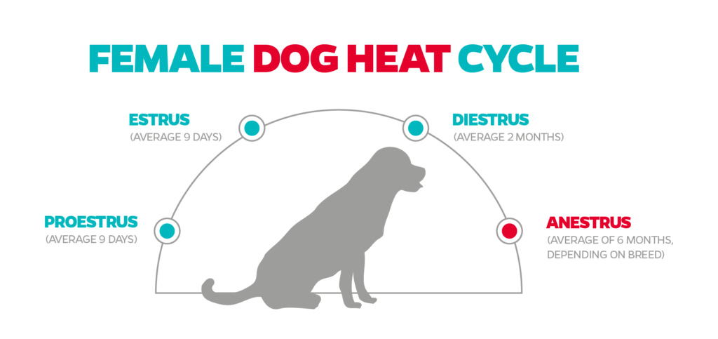 Dog Heat Cycle: Length Frequency and Stages-WildCreaturey