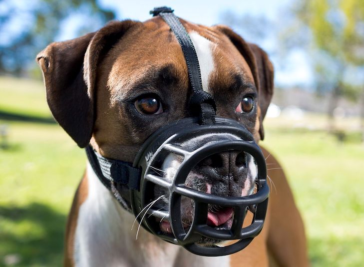 Dog Muzzles: What You Need to Know for Correct Use-WildCreaturey