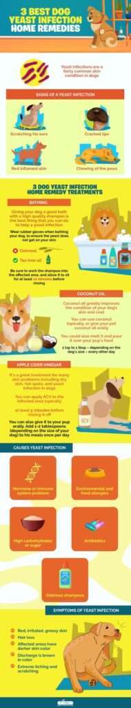 Dog Yeast Infection Home Remedy-WildCreaturey