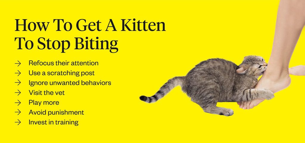 How to Stop Kittens From Scratching and Biting