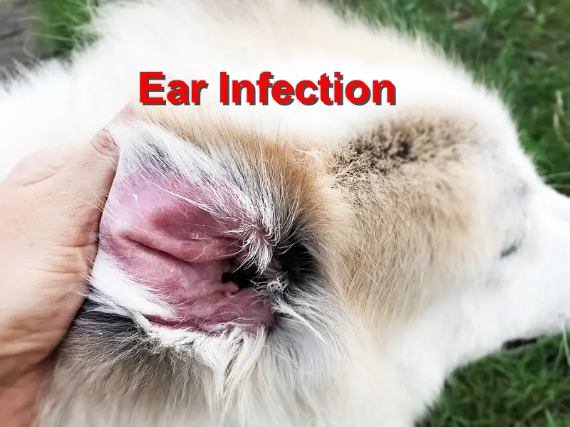 Ear Infections in Dogs-WildCreaturey