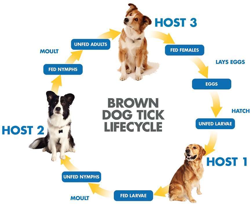 Ehrlichiosis in Dogs-WildCreaturey