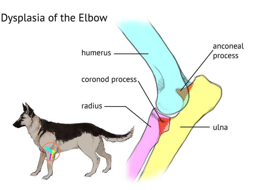 Elbow Dysplasia in Dogs-WildCreaturey