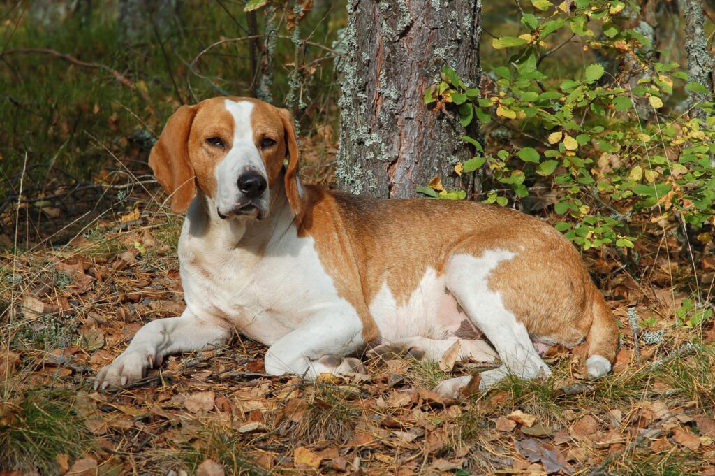 English Foxhound: Dog Breed Characteristics & Care-WildCreaturey