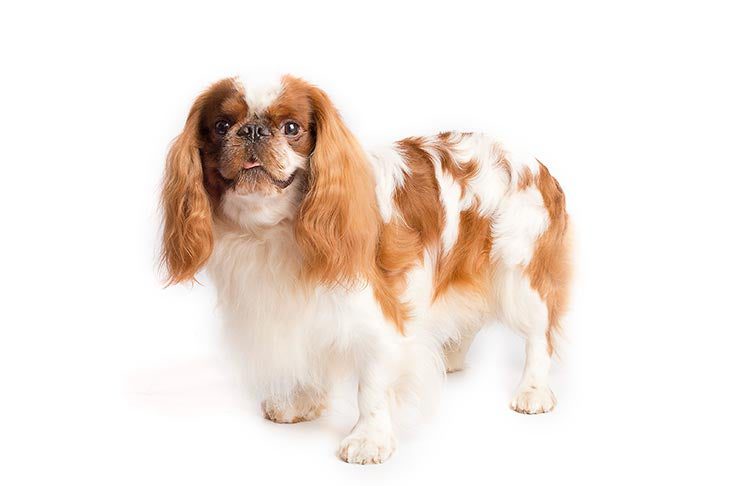 English Toy Spaniel: Dog Breed Characteristics & Care-WildCreaturey