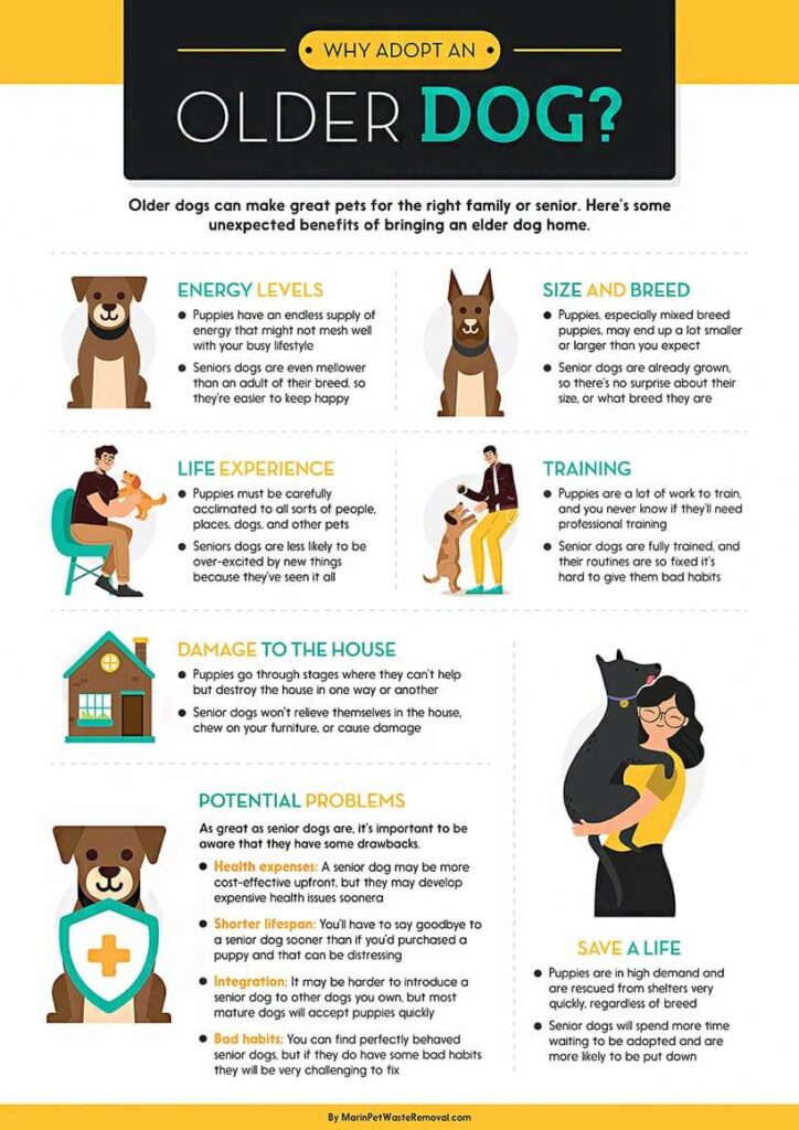 Everything You Need to Know About Adopting a Senior Dog-WildCreaturey