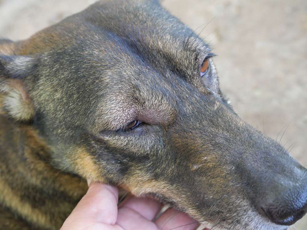 Facial Swelling in Dogs-WildCreaturey