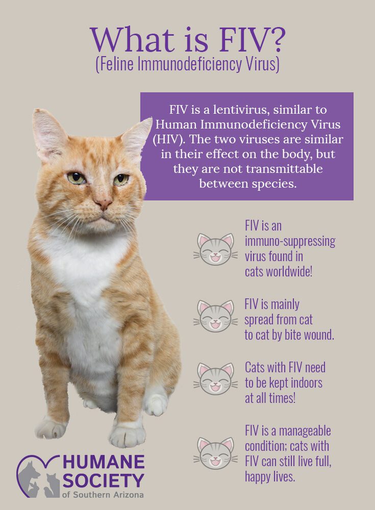 Feline Immunodeficiency Virus: Protecting Your Cat