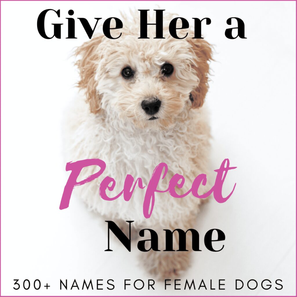 Female Dog Names-WildCreaturey