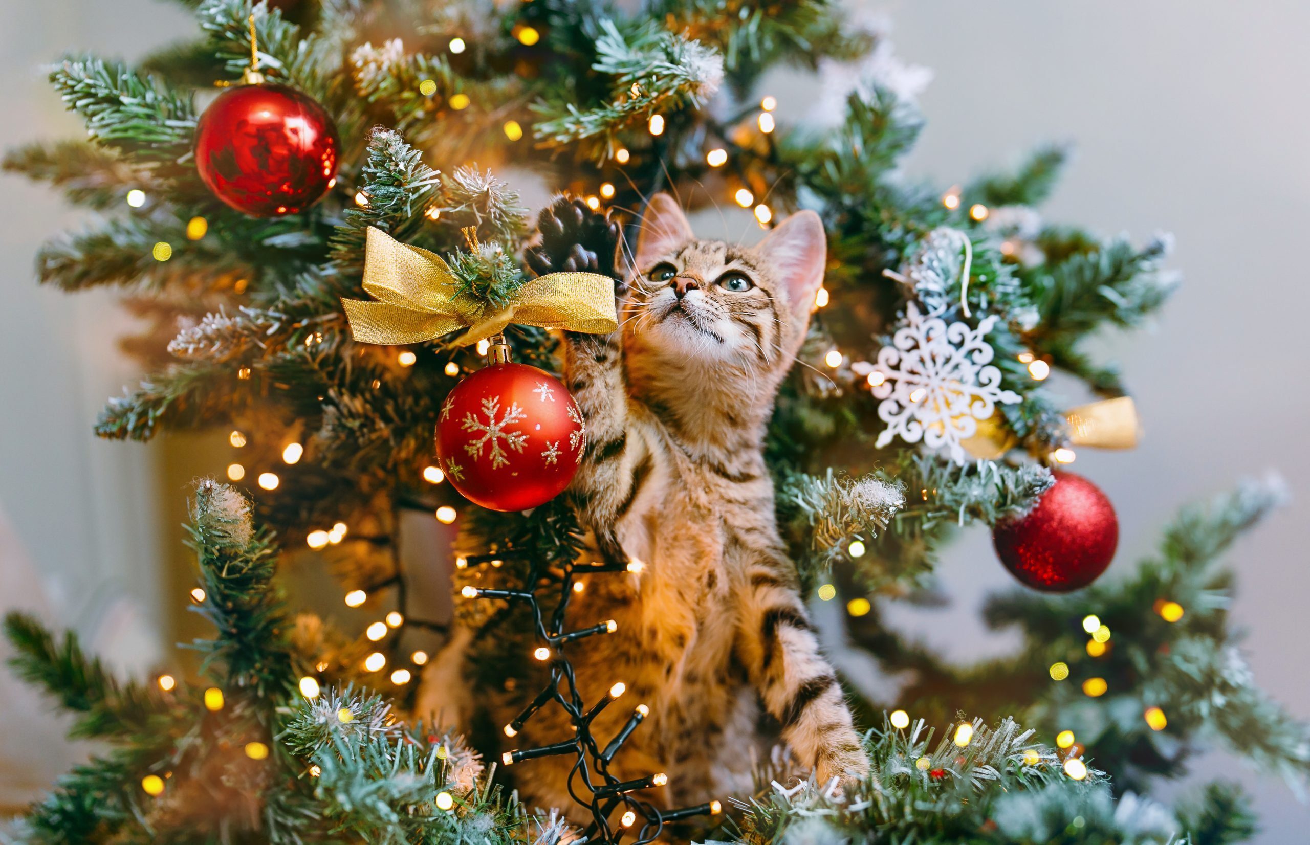 Festive but Risky: Christmas Trees and Cats