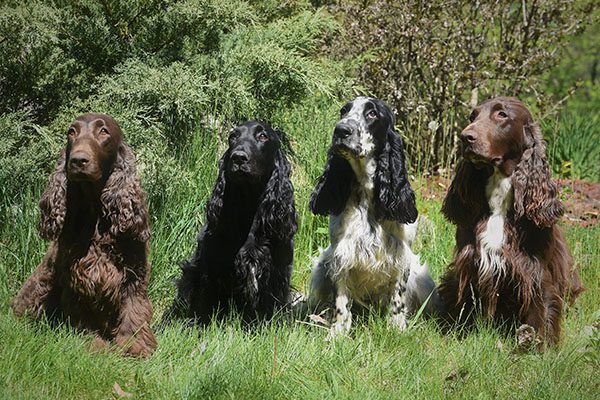 Field Spaniel: Dog Breed Characteristics & Care-WildCreaturey