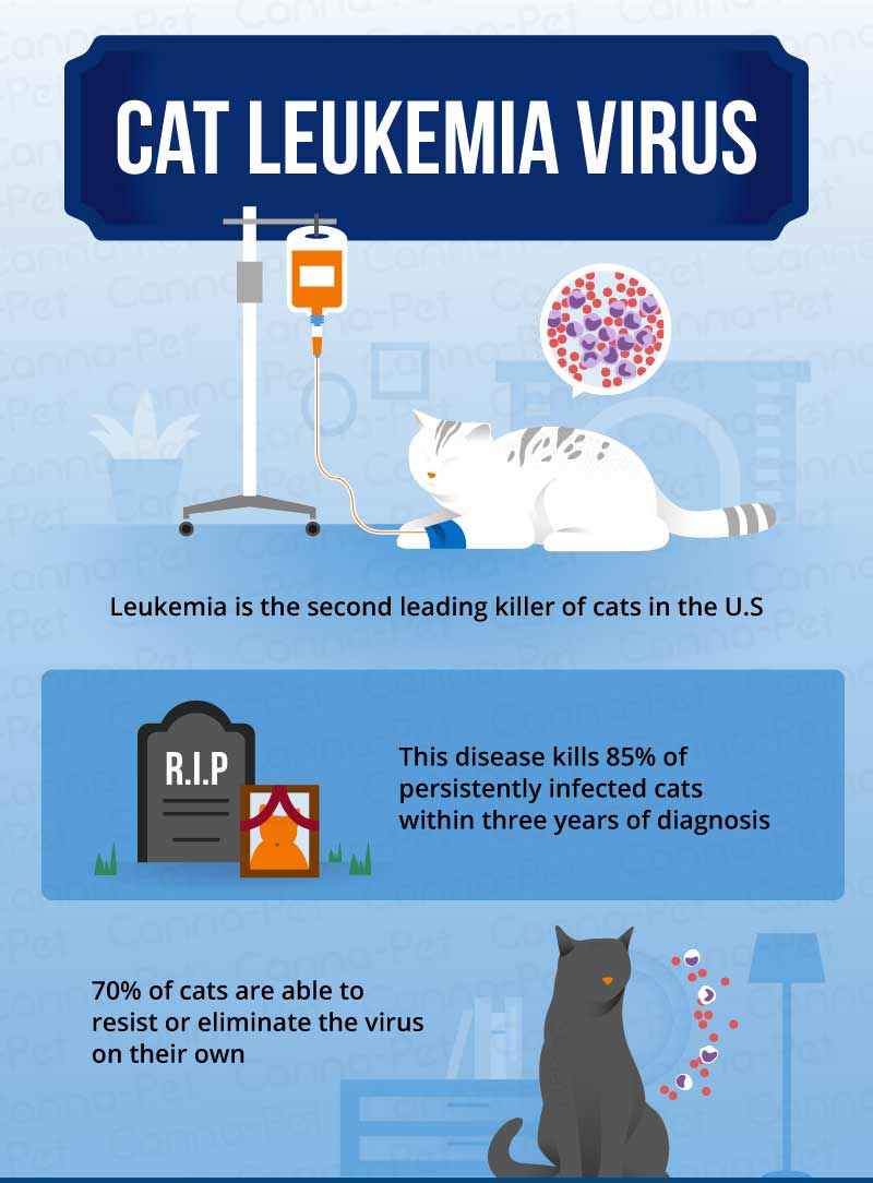 Fighting the Feline Foe: Treating Feline Leukemia