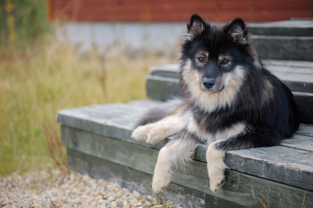 Finnish Lapphund: Dog Breed Characteristics & Care-WildCreaturey