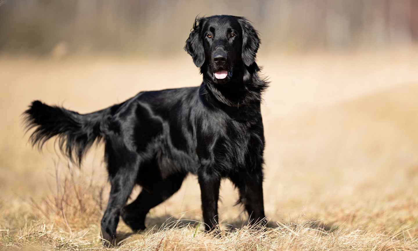 Flat-Coated Retriever: Dog Breed Characteristics & Care-WildCreaturey