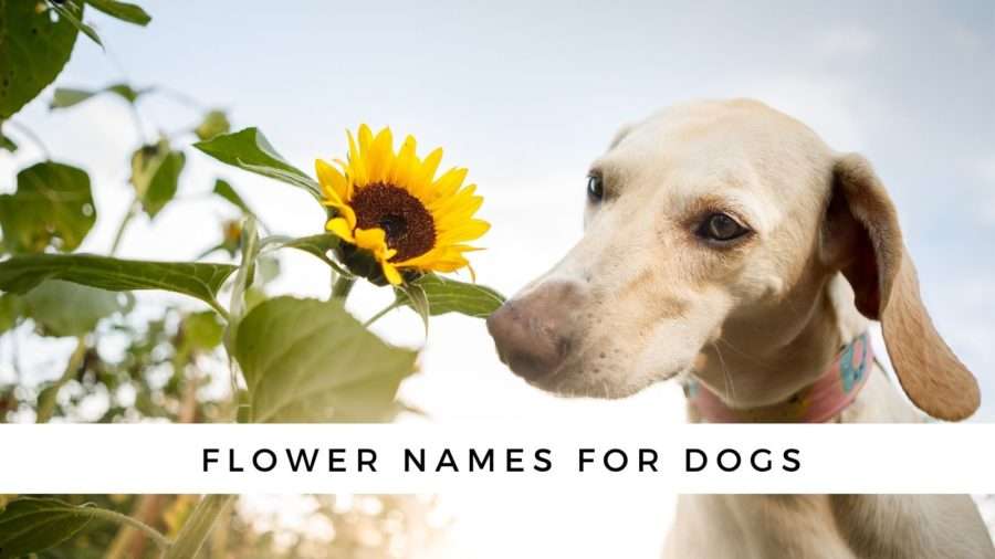 Flower Dog Names-WildCreaturey