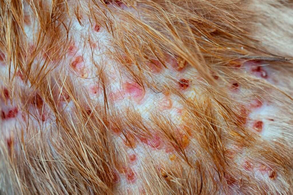 Folliculitis in Dogs-WildCreaturey