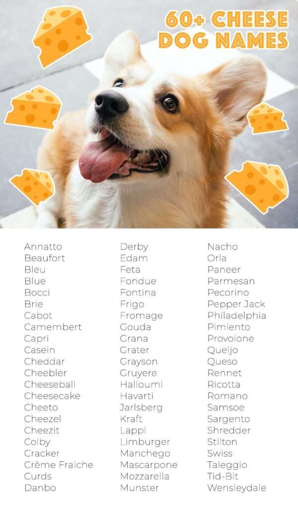 Food Names for Dogs-WildCreaturey