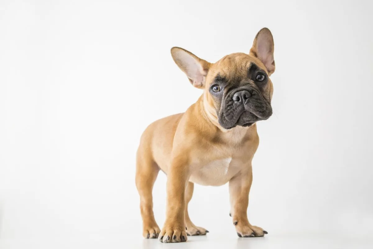 French Bulldog (Frenchie): Dog Breed Characteristics & Care-WildCreaturey