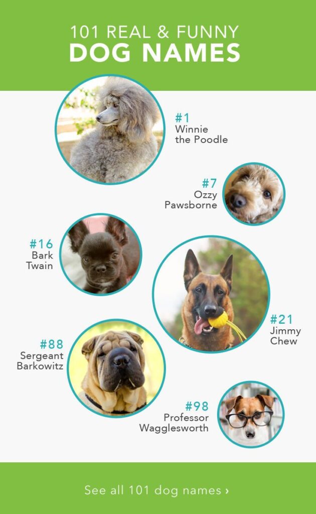 Best Punny Dog Names-WildCreaturey