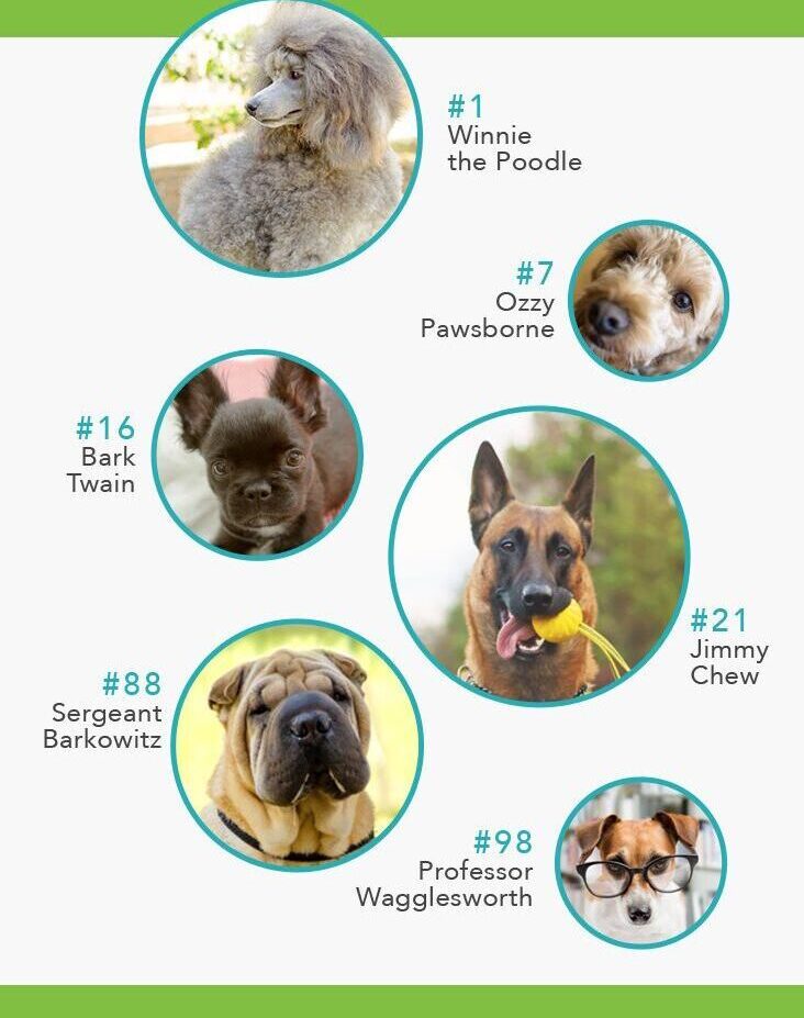 Best Punny Dog Names-WildCreaturey