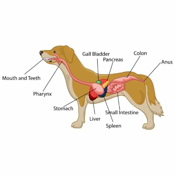 Gallbladder Disease in Dogs-WildCreaturey