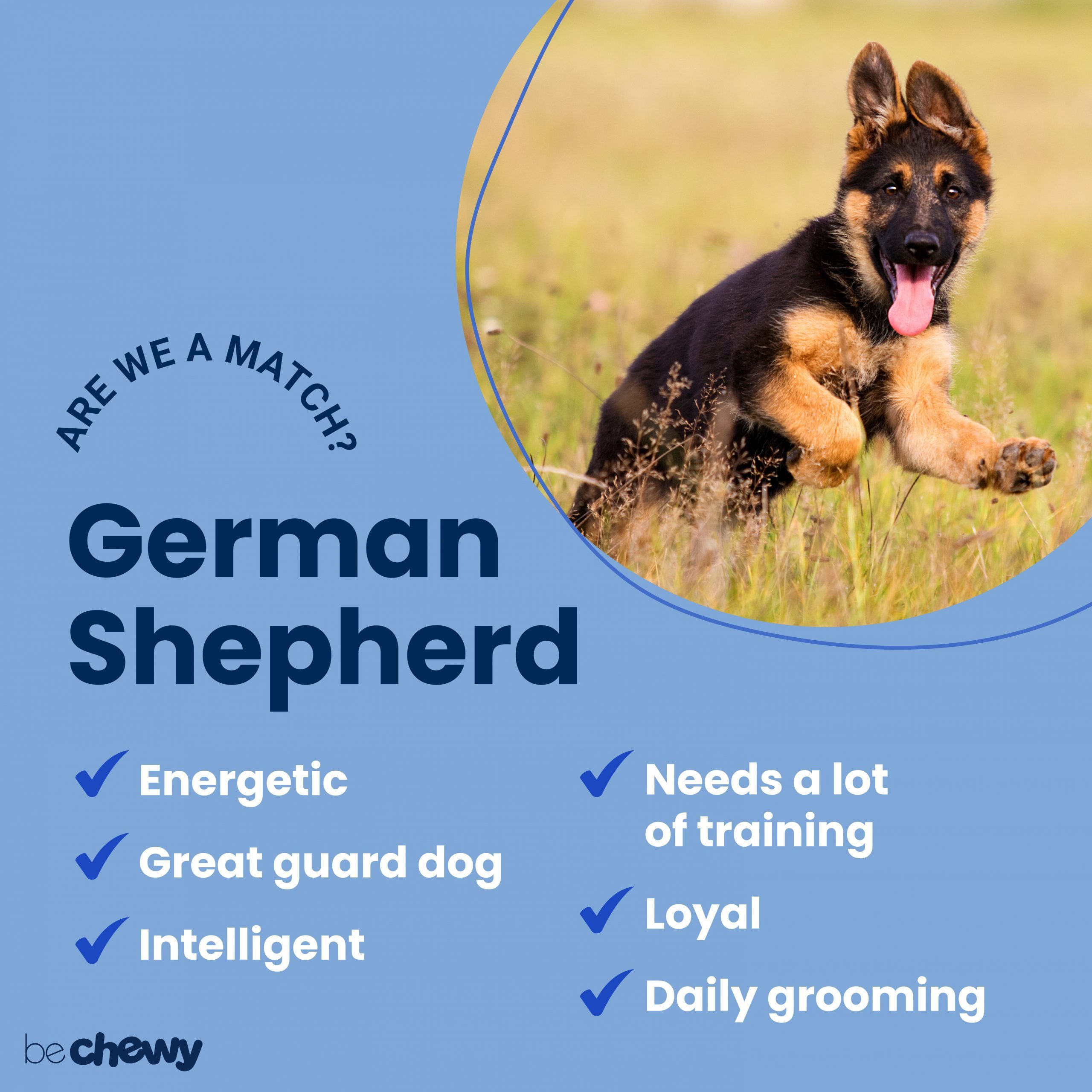 German Shepherd: Dog Breed Characteristics & Care-WildCreaturey