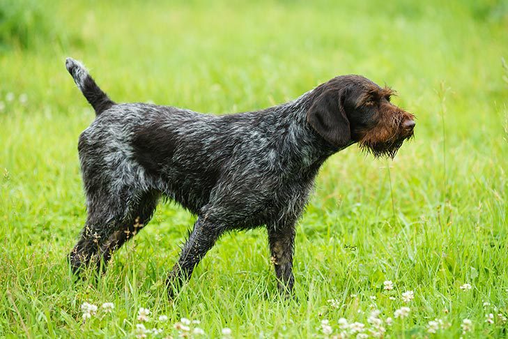 German Wirehaired Pointer: Dog Breed Characteristics & Care-WildCreaturey