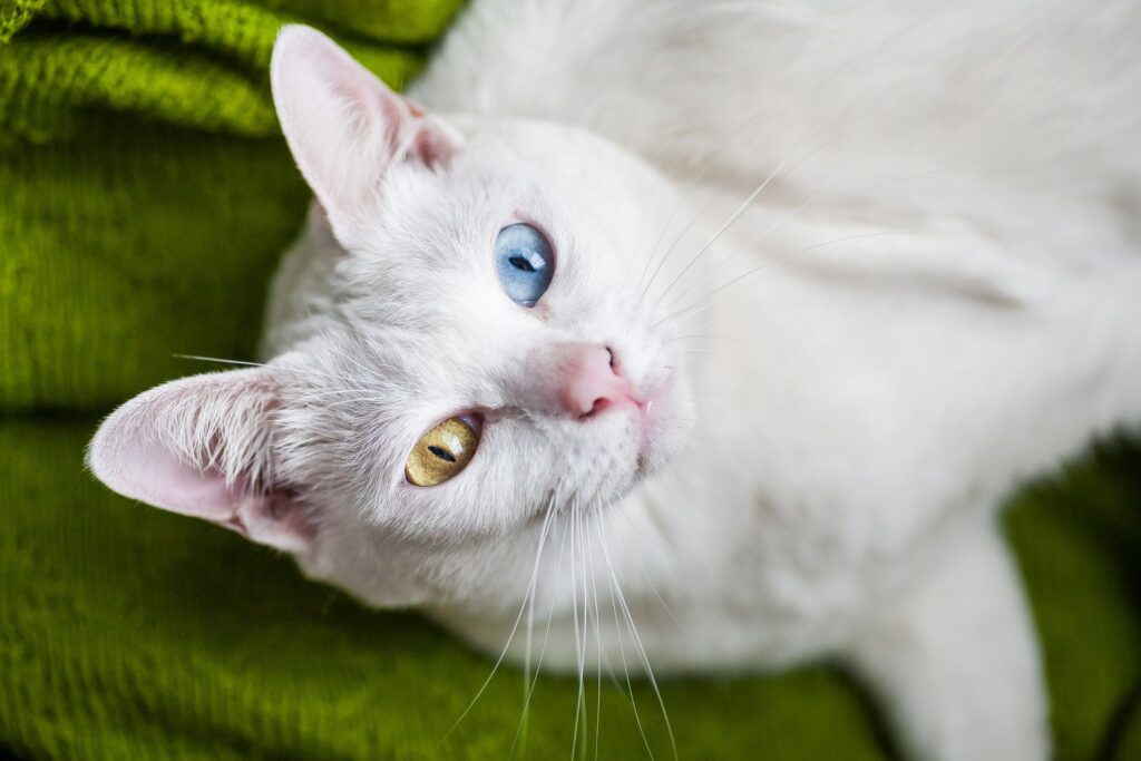 Khao Manee Cats: The Rare Diamond Eye Wonders