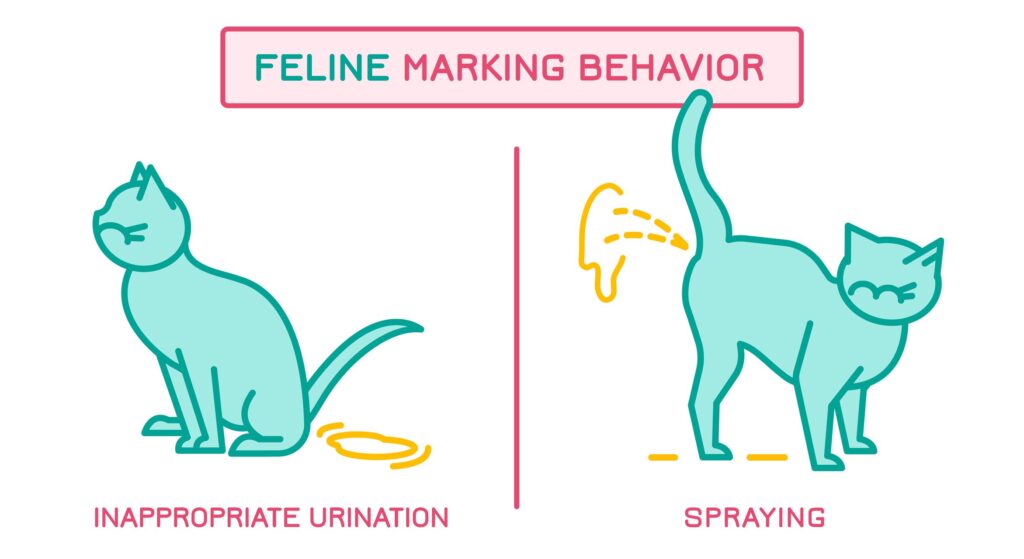 Spray Mysteries: Understanding Male Cat Behavior