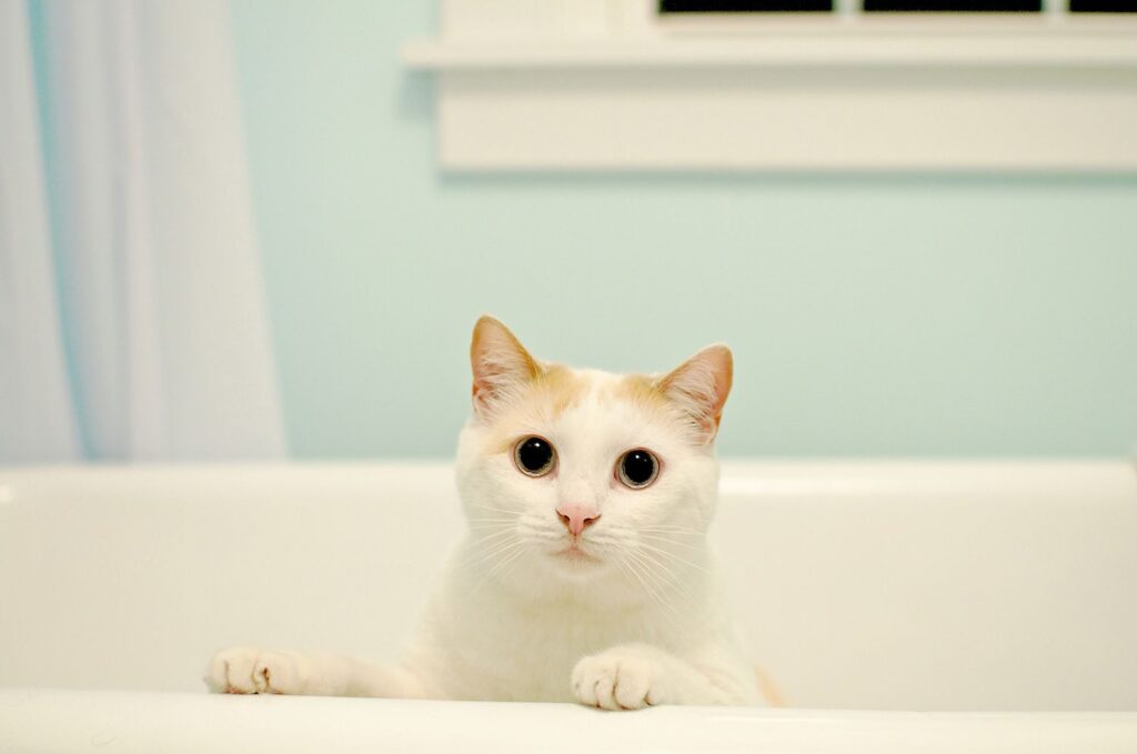 Bathtub Blues? What to Do When Your Cat Pees in the Tub