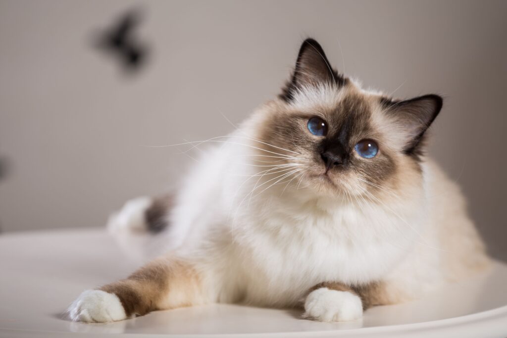 Birman Beauty: Dive into This Cat Breed's Profile & Care Tips