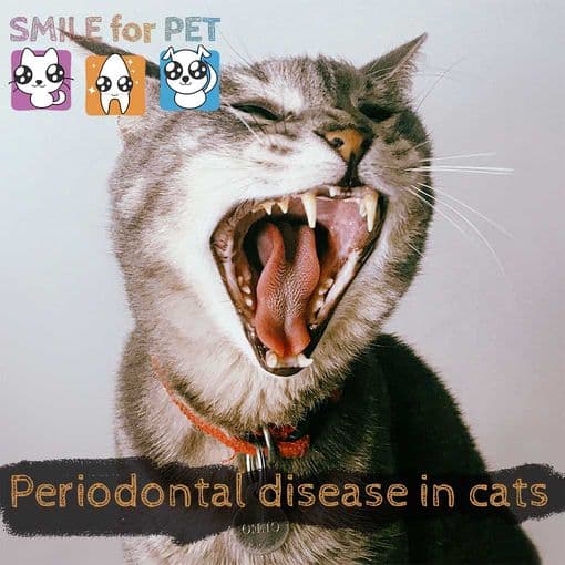 Gingivitis: Protecting Your Cat's Smile