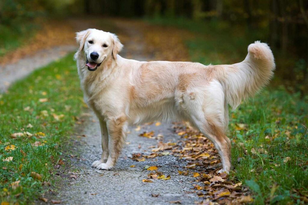 Golden Retriever: Dog Breed Characteristics & Care-WildCreaturey