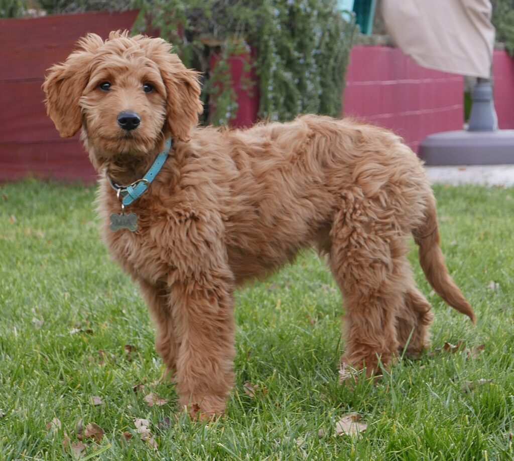 Goldendoodle (Groodle): Dog Breed Characteristics & Care-WildCreaturey